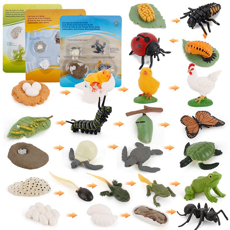 Animal Model Set Pvc Collectible Insect Bird Reptile Amphibian For Education And Display
