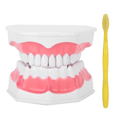 Model zęba dentystycznego studiujący demonstrację jamy ustnej dla dorosłych narzędzie dentystyczne ze szczoteczką