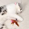 Cat Collar Feather Toy Interactive Cat Feather Wand Toy Hands Free Cat Teaser Wand with Bell Adjustable Collar for Indoor Kitty Solo Play