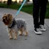 Haustier-Autosicherheitsgurte, Hunde- und Katzen-Autoleine, einziehbare Katzen- und Hunde-Rücksitzleine, machen Sie Ihren Hund sicherer!