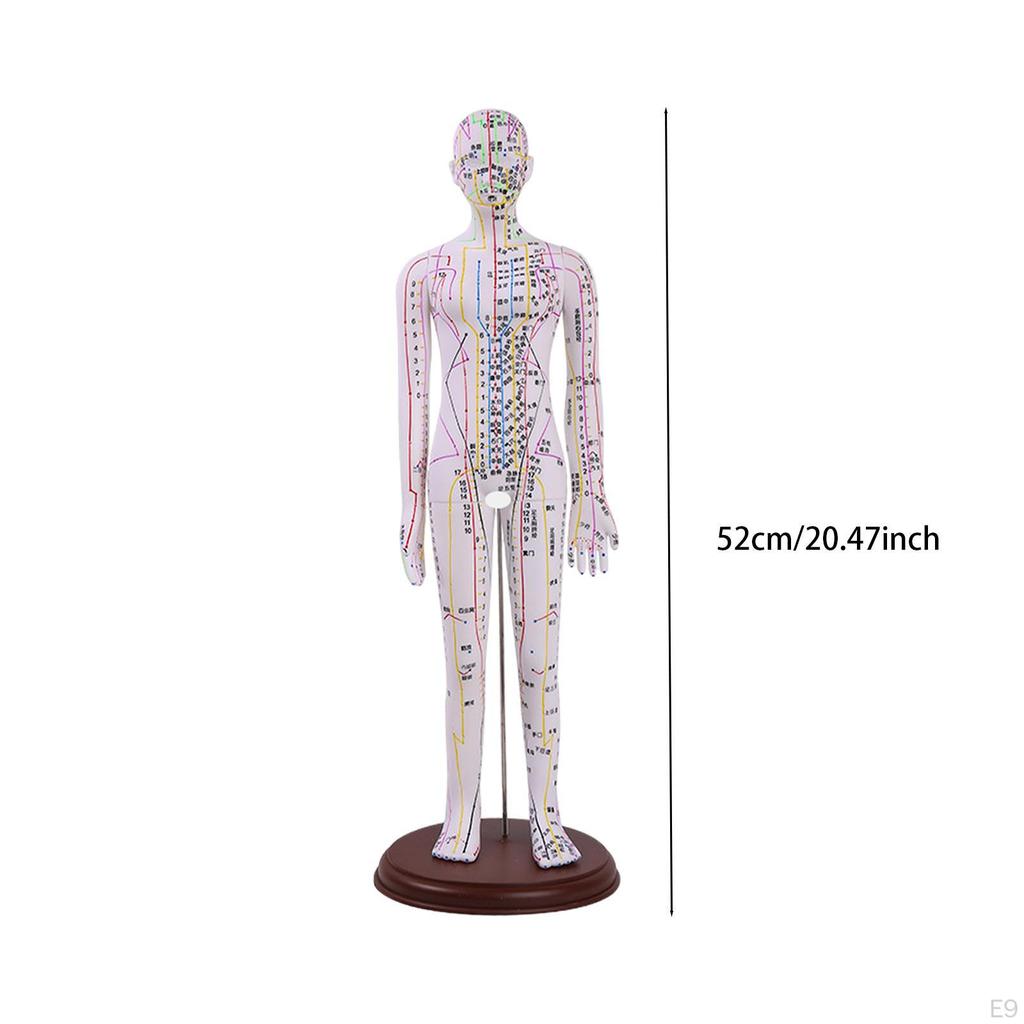 Advanced Human Anatomy Model with Color-Coded Guides for Learning