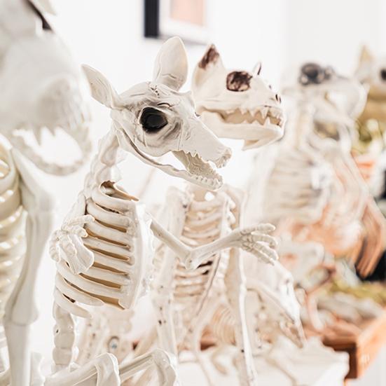 Halloween Skeleton Animal Decoration Creepy Cat/Dog/Bird/Rat/Goat Head Plastic Bones for Courtyard Graveyard Halloween Decor