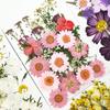1 Set Dried Pressed Flowers Kit Colorful Natural Flowers DIY