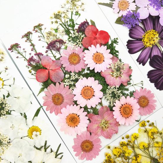1 Set Dried Pressed Flowers Kit Colorful Natural Flowers DIY