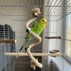 Hanging Bird Climbing Rope Bite Resistant Flexible Bird Habitat Pole  Cage Accessories