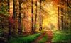 Photomural Forest Autumn Colors Self-Adhesive Mural 180x120