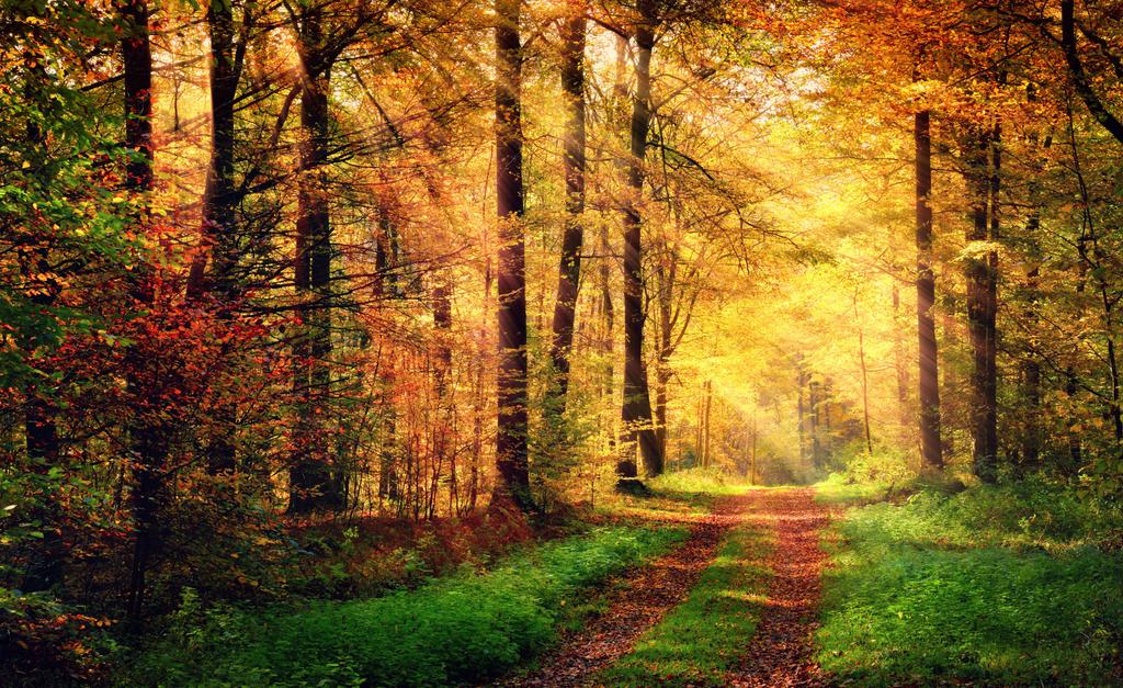 Photomural Forest Autumn Colors Self-Adhesive Mural 180x120