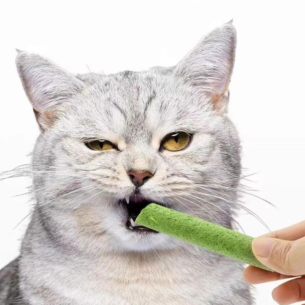 Doğal Çim Kedi Molar Çubuğu Kapalı Alan Çiğneme Çubuğu Yavru Kedi Ağzı İçin Çiğneme Ödülü Sağlıklı Doğal Kedi Çimi Kapalı Alan Evcil Hayvan Çiğneme