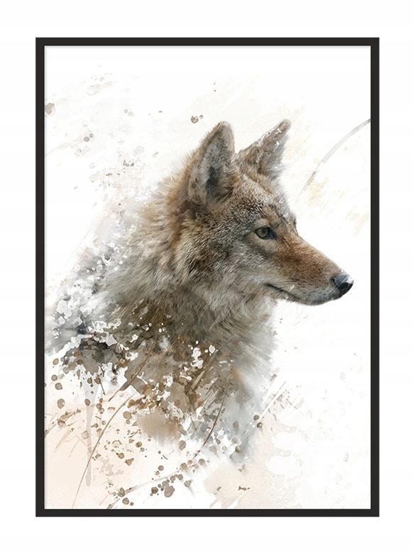 Obraz Plakat W Ramie 43x33 Cm Wilk P704