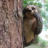 Sloth Statue Sloth Hanging Outdoor Tree Decoration Meticulous Handmade Sloth Animal Sculpture
