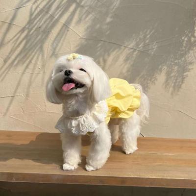 Robe de Princesse Chatons d'Été: Respirant et Anti-chute pour Ragdoll, British Shorthair & Plus