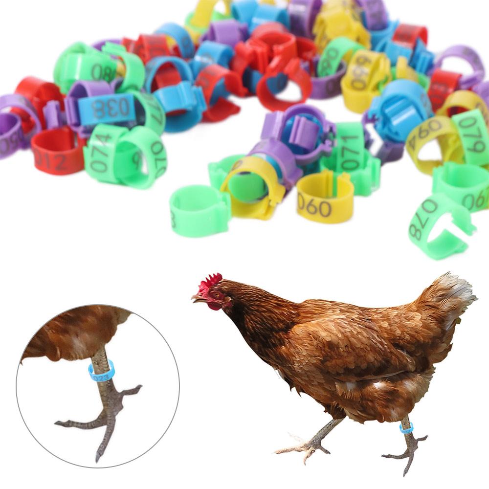 100pcs Plastic Poultry Ankle Bands Mixed Colour Bird Leg Sign Rings  Chicken Identification