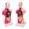 Human Body Anatomy Model 15 Removable Parts 11.02 Inch Human Torso Anatomical Model for School Medical Education Display