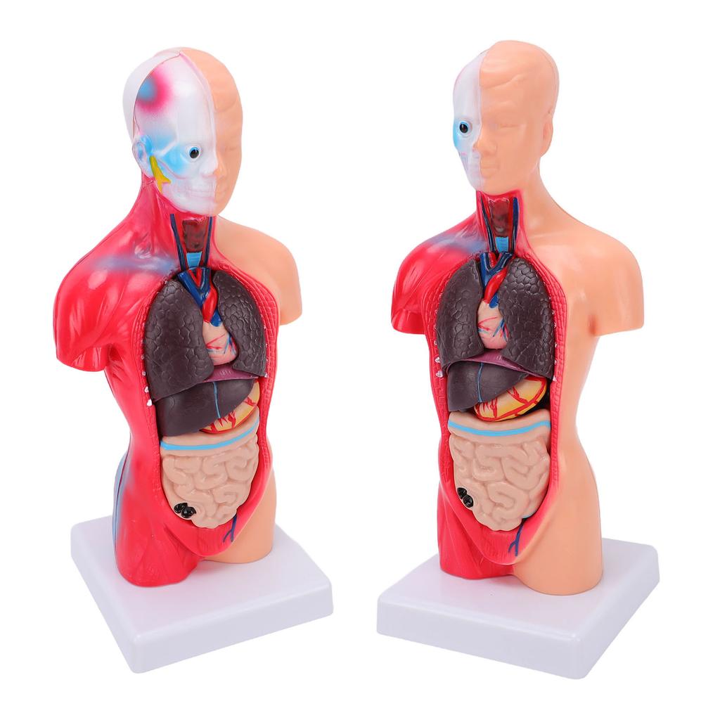Human Body Anatomy Model 15 Removable Parts 11.02 Inch Human Torso Anatomical Model for School Medical Education Display