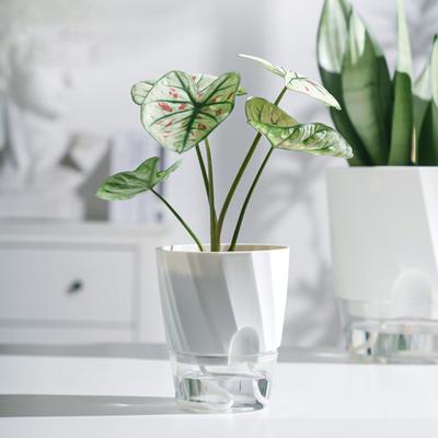 3 Stück Selbstbewässerungstopf mit Drainageloch Klarer Behälter Innen Außen Pflanzen Pflanztopf mit Untertasse Kräuter Blumenpflanzer mit Dochtseil