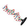 DNA Structure Model Plastic Educational DNA Double Helix Model Teaching Equipment