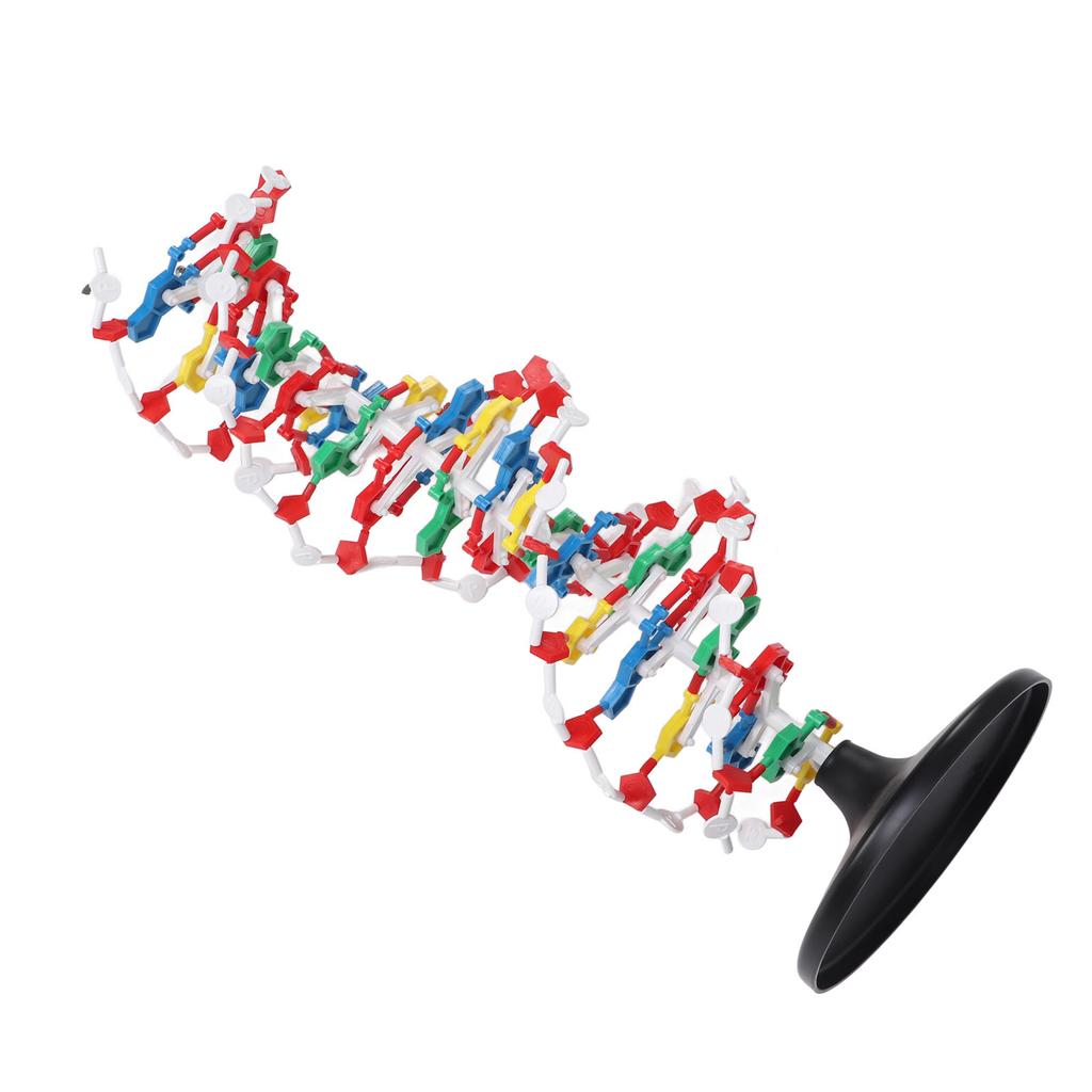 DNA Structure Model Plastic Educational DNA Double Helix Model Teaching Equipment