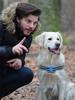 Electric Dogs Training Collar Ultrasonic Pet Dog Anti Barking Stop Barking Vibration Anti Bark USB Waterproof Collar Devices
