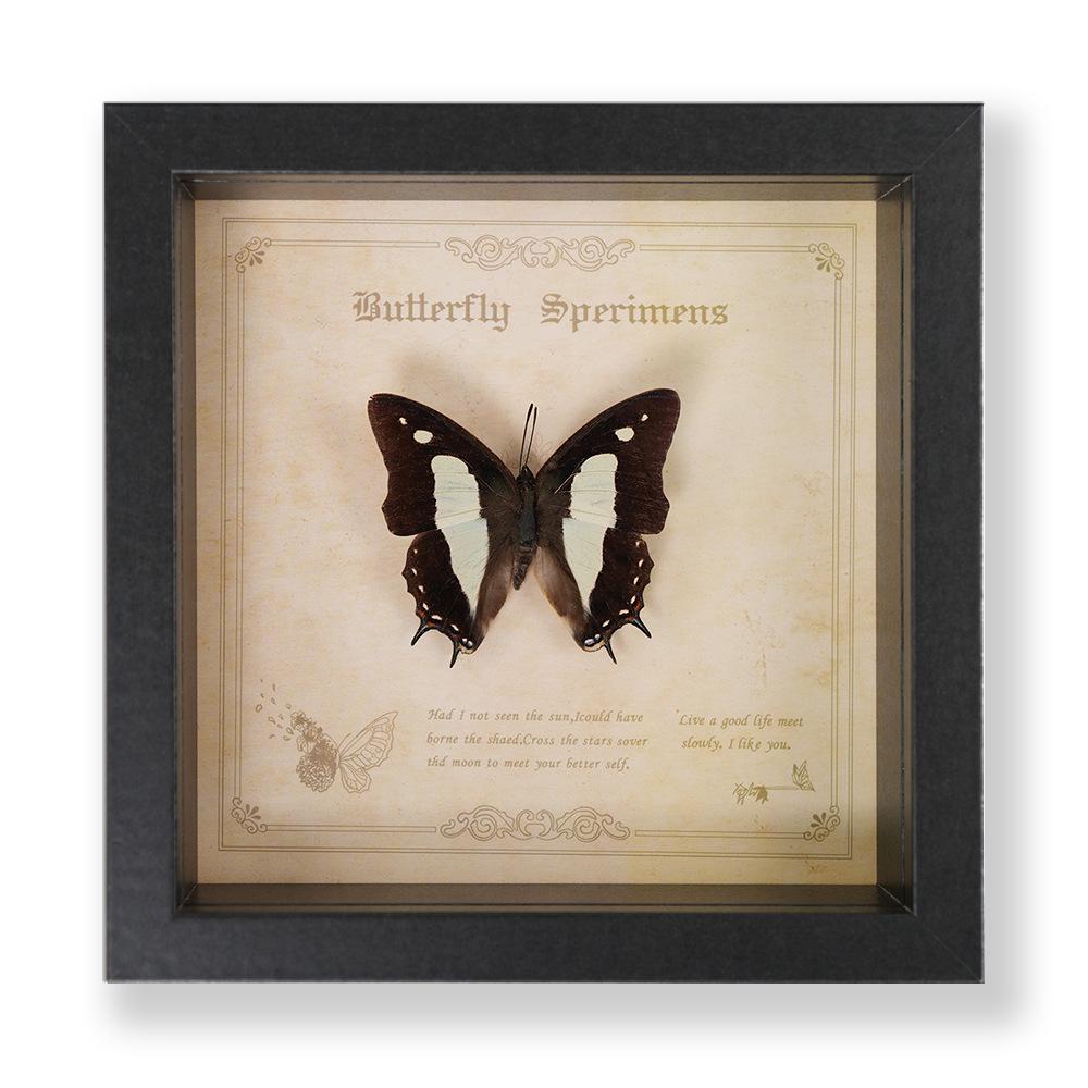 Green Banded Swallowtail Butterfly Specimen Decorative Painting - Real Insect for Display
