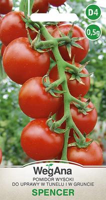 Spencer-Tomate 0,5 g Tomatensamen -