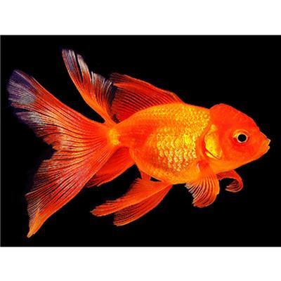Peinture Diamant 5D Complète DIY Poisson Rouge Broderie Point de Croix Décoration de Maison Cadeau Fait Main