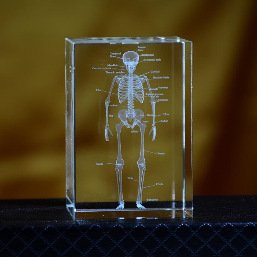 

3D Crystal Human Skeleton Anatomy Model Laser Engraved Medical Teaching Tool Scientific Gift for Doctors Medical Art Gift