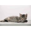 Sous-main - LAUFER - Chat Gris - 400 X 530 Mm - Antidérapant - Nettoyable - Recyclable