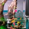 Above Water Fish Tank, Fish Elevator Inverted Aquarium, Transparent Fish