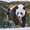 [USED] Rare item! Panda photo book "Fukuho: I Love You Forever" with bonus