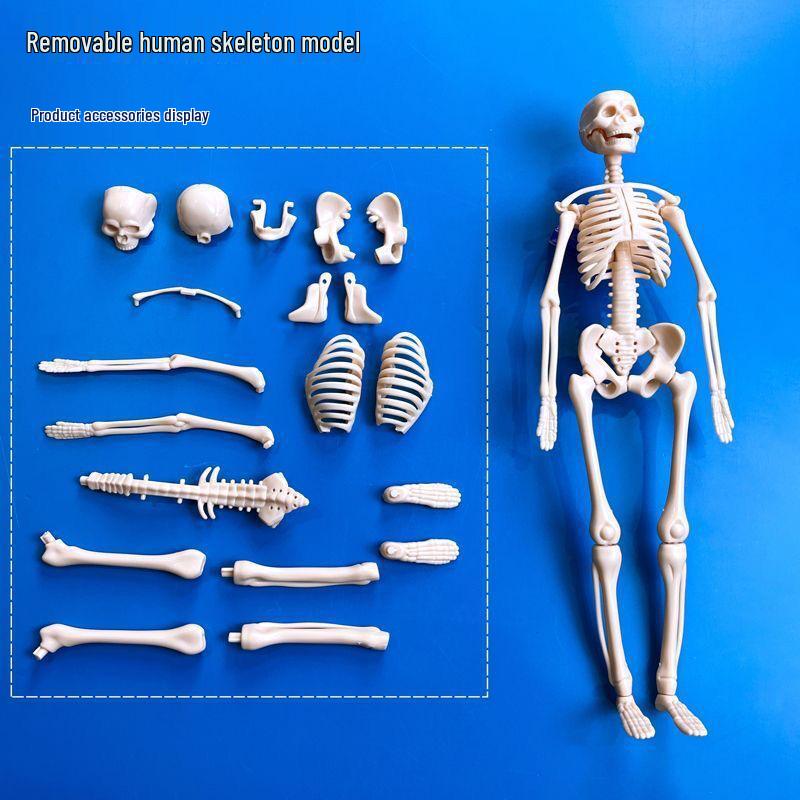

Набор для сборки модели скелета человека своими руками для раннего научного образования – Идеально подходит для учеников начальной и средней школы