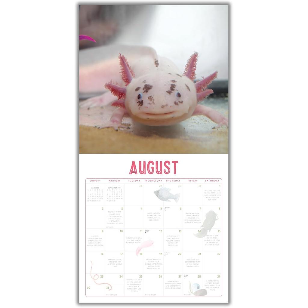 Axolotls 2026 Calendar | 2026 Wall Calendar | Monthly Planner | Planner 2026-2027 | Marble City Press | 12” x 24” | Sustainable | Plastic Free |