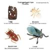 Montessori Cognitive Models: Sea Turtle, Hen, Frog, Snail, Butterfly, Bee Growth Cycle Toys
