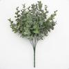 Eucalyptus Plant Globulus Foliage For Home Enhancement Photography Prop