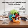 15 Parts Human Skull Model Half Size Teaching Skull Model Mini Mini Skull Model  Educational Study