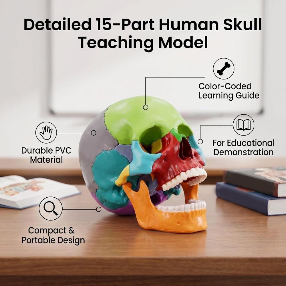 15 Parts Human Skull Model Half Size Teaching Skull Model Mini Mini Skull Model Educational Study