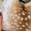 [Bambi] Cute Plush Small Handbag In Warm Autumn and Winter, Korean Version of the Fluffy Bag Can Be Carried/slung On One Shoulder