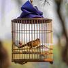 5 Stück Acryl Vogel-Futterschale Papageien-Futterspender Käfigmontiert Haustiernapf Hängende Wasserschale Multifunktionelles Vogelzubehör Transparent