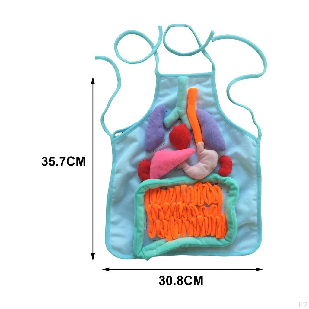 3D Organ Apron Aprons for Kid Awareness Montessori Pretend Play Human Body Model Children