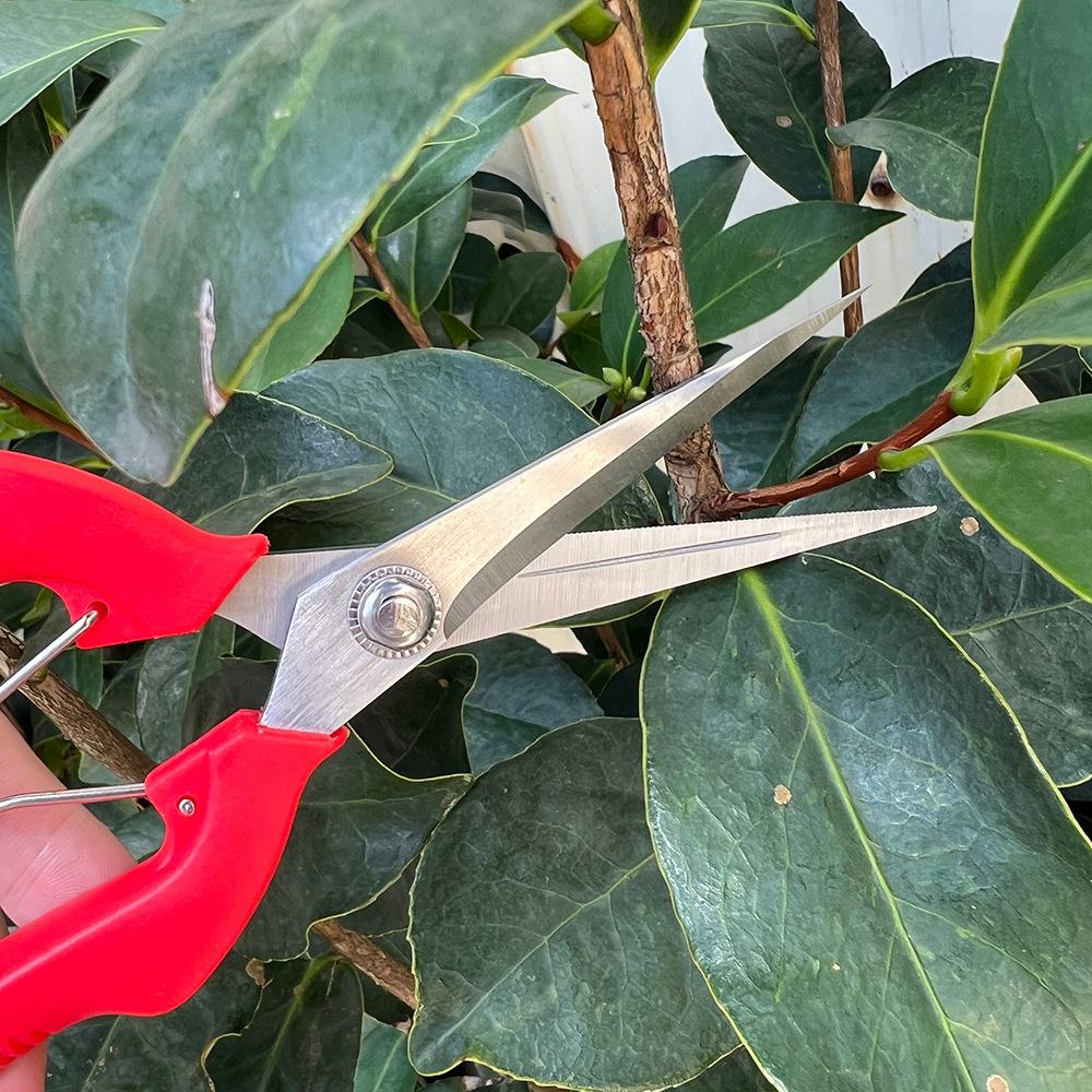Stainless Steel Fruit Harvesting Shears Pruning Scissors for Orchards Branches Bonsai & Vegetable Fruit Thinning