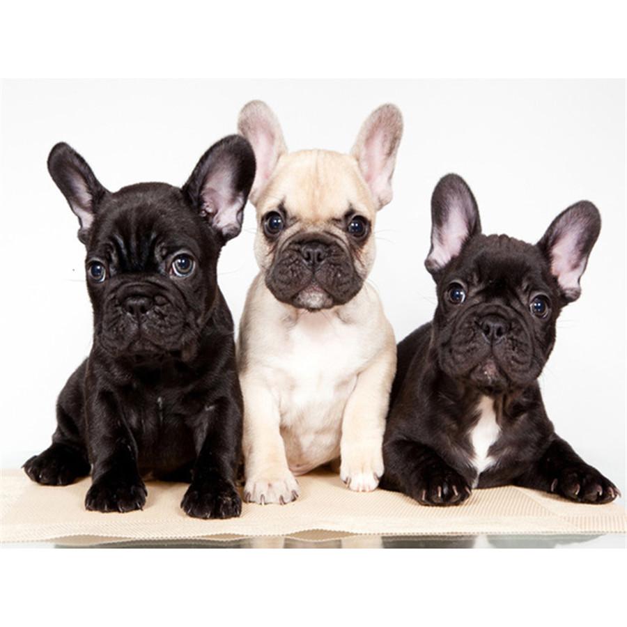 Kompletní 5D kutilské diamantové malování Všechny druhy psů Diamantové vyšívání Sady křížkového stehu Domácí dekorace Ručně vyrobený dárek