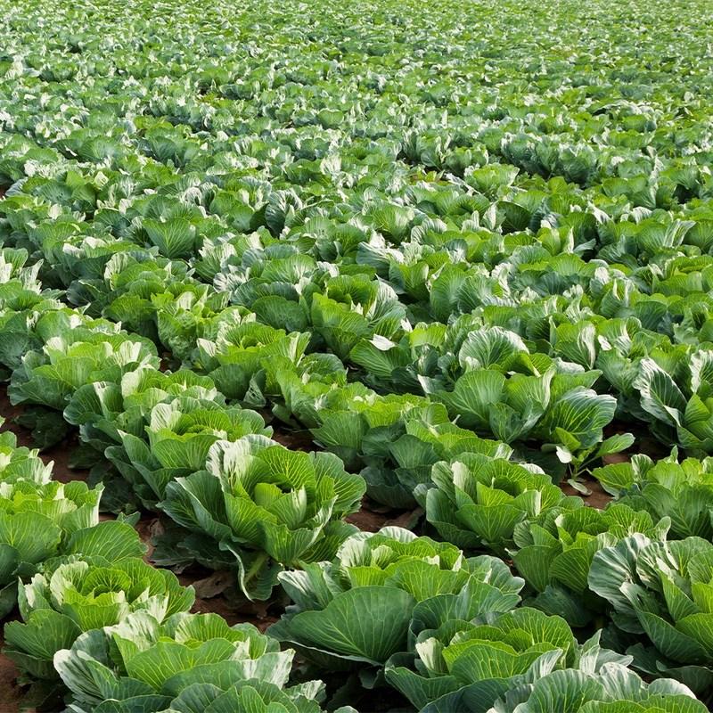 Dr. Hyo Healthy Organic Cabbage Juice 3000ml, 150ml, 20 Pieces