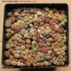 Rare Lithops Succulent Pot: Diverse Colors & Varieties