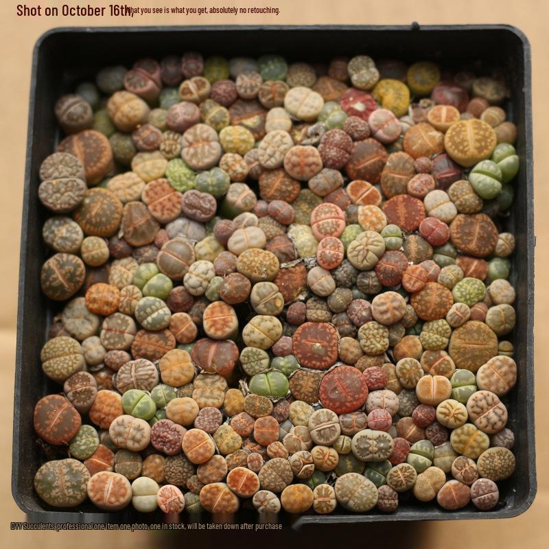Rare Lithops Succulent Pot: Diverse Colors & Varieties