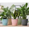 Plastic Round Flower Pot with Tray | Plant Pot for Home, Terrace, Garden Etc | Planter | Pack of 05 | Multicolor | Size 6.5 Inch