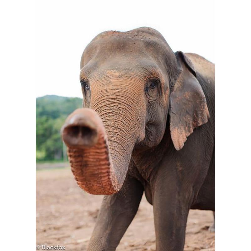 Elephant DIY 5D Diamond Painting Full Round Drill Animal Diamond Ebroidery Cross Stitch Mosaic Kits Art Wall Decor Home