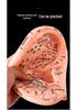Ultra-Clear Extra Large Ear Acupuncture & Reflexology Model with Multi-Hole Acupoint Diagram