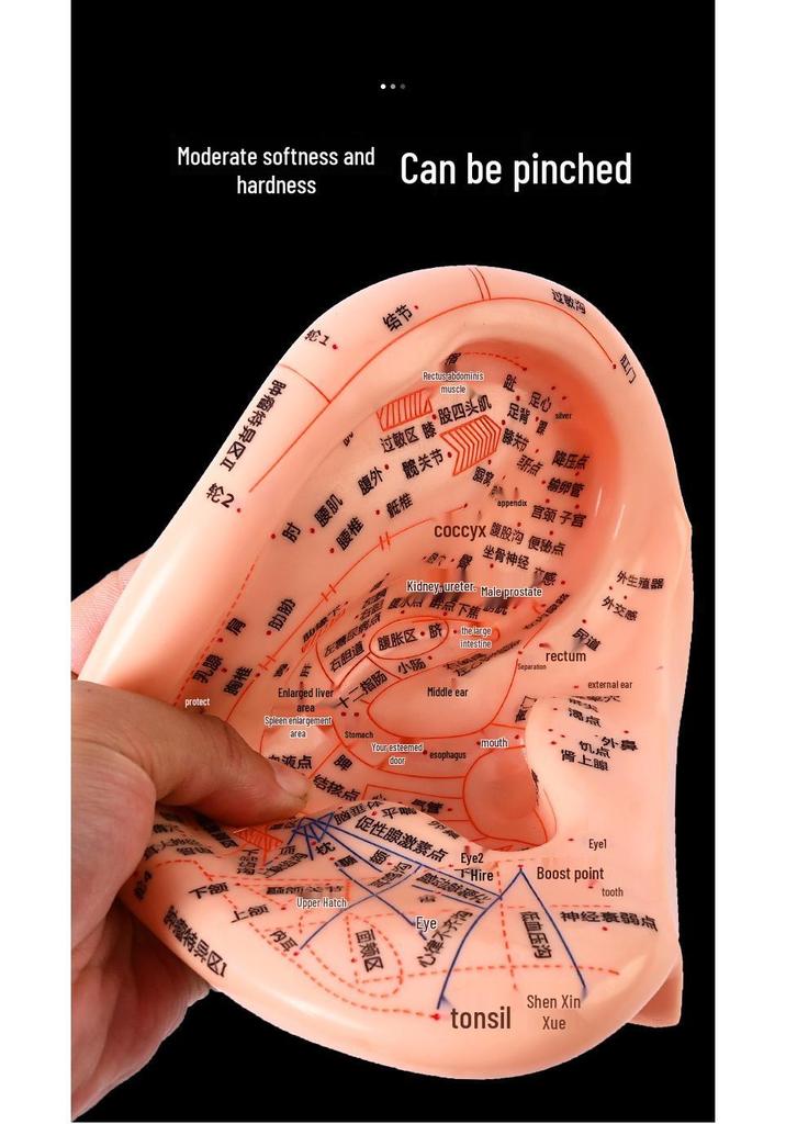 Ultra-Clear Extra Large Ear Acupuncture & Reflexology Model with Multi-Hole Acupoint Diagram