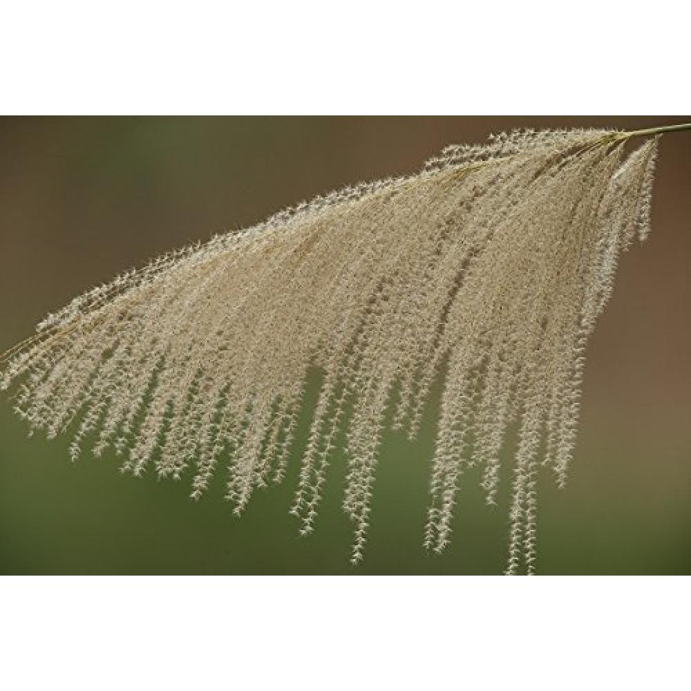 KANI UV-Filter UV IR CUT (77 mm)