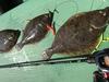 AbuGarcia Kurofune Flatfish KKRC-185S-Flatfish 8:2 Small Tongue. Boat Fishing Rod for Flatfish