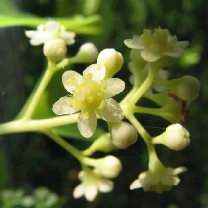 Pranarom Perles d'Huile Essentielle Ravintsara Bio 60 Unités